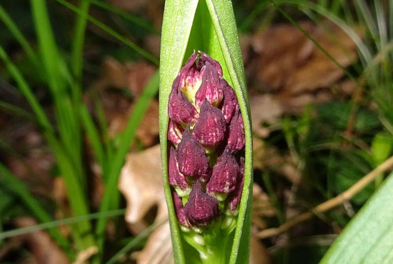 Orchis purpurea